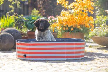 Preview: Hundepool weiß/rot Streifen